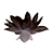 Schwarzlotusblüte